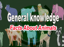 facts about animals